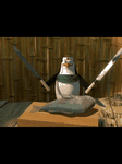 pic for NINJA SUSHI GIF